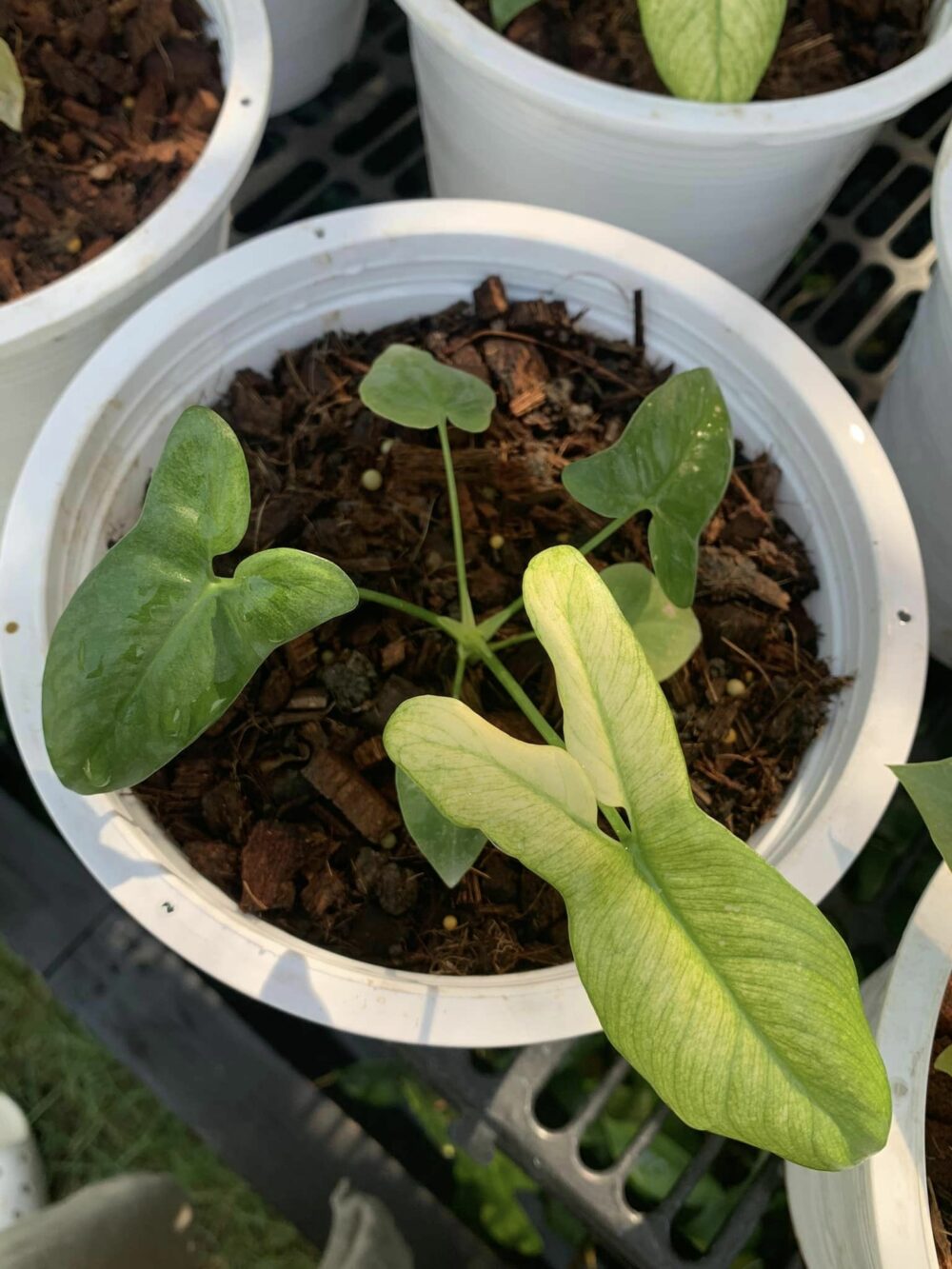 Philodendron goeldii mint