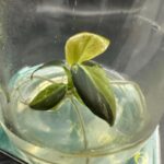 Philodendron Melanochrysum variegated