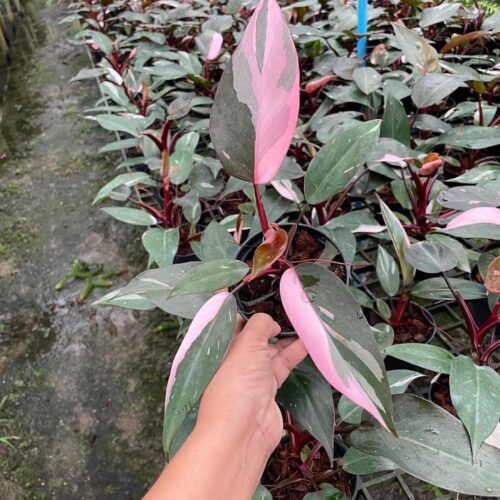 Philodendron Pink Princess