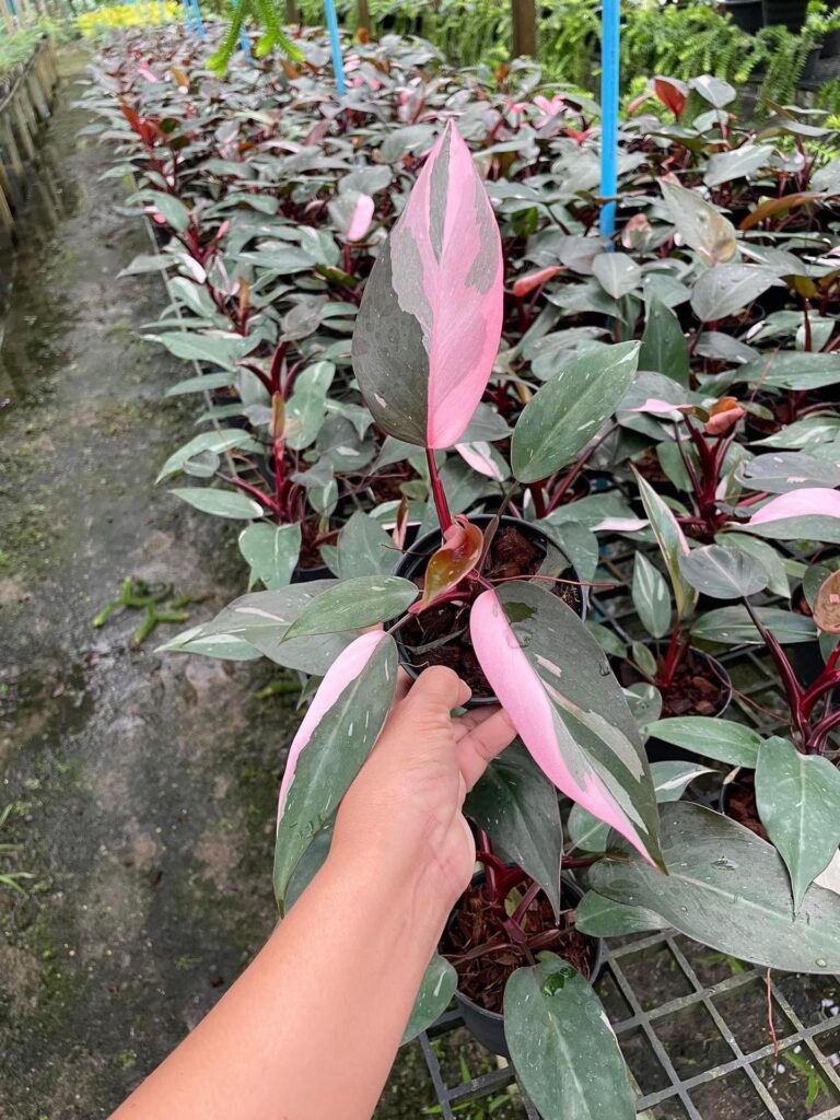 Philodendron Pink Princess