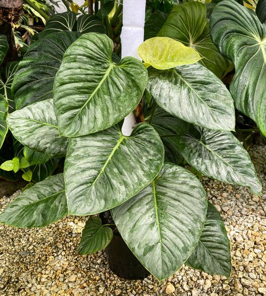 Philodendron Sodiroi