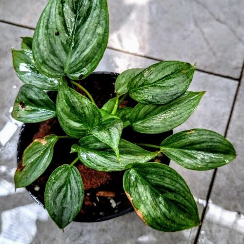 Philodendron Sodiroi