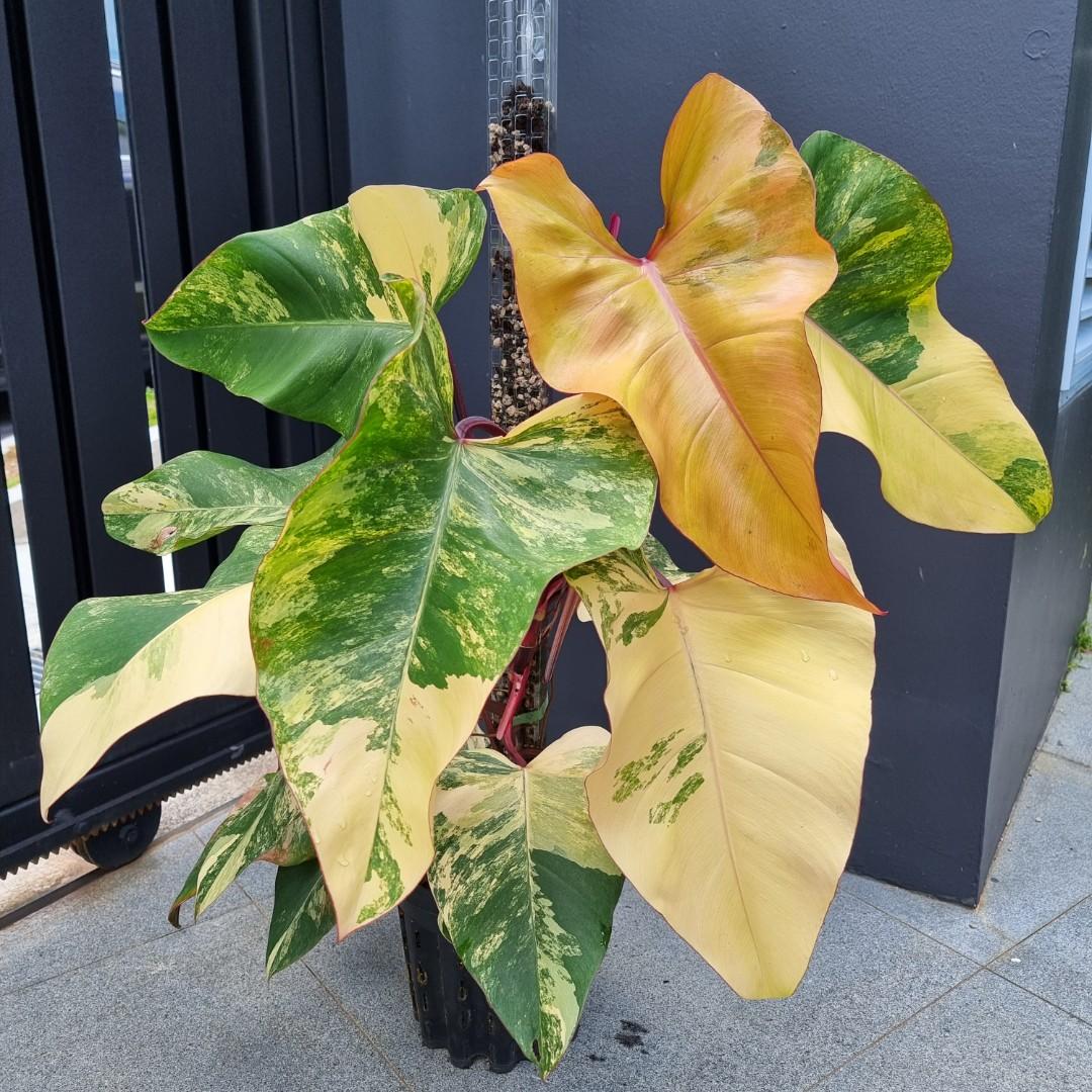 Philodendron Strawberry Shake Variegated