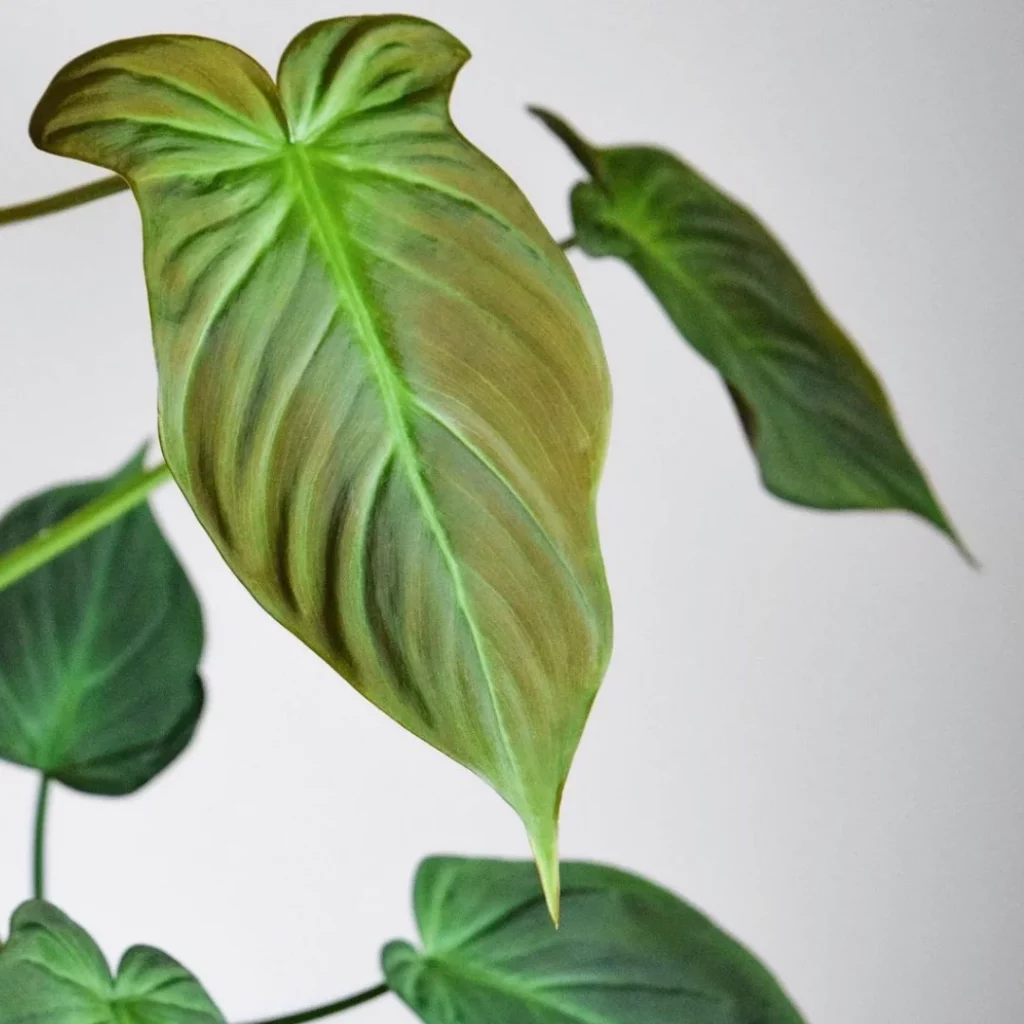 Philodendron camposportoanum