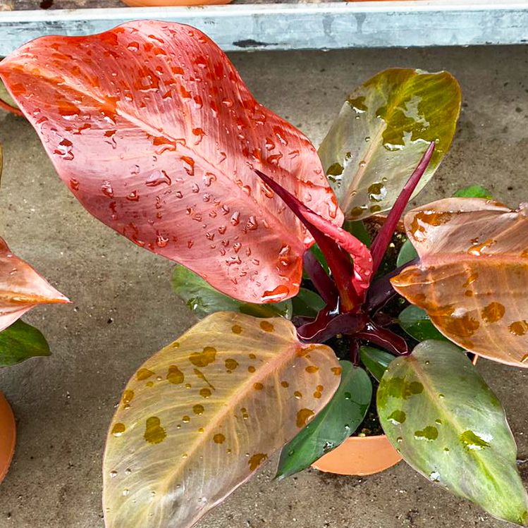 Philodendron cherry red