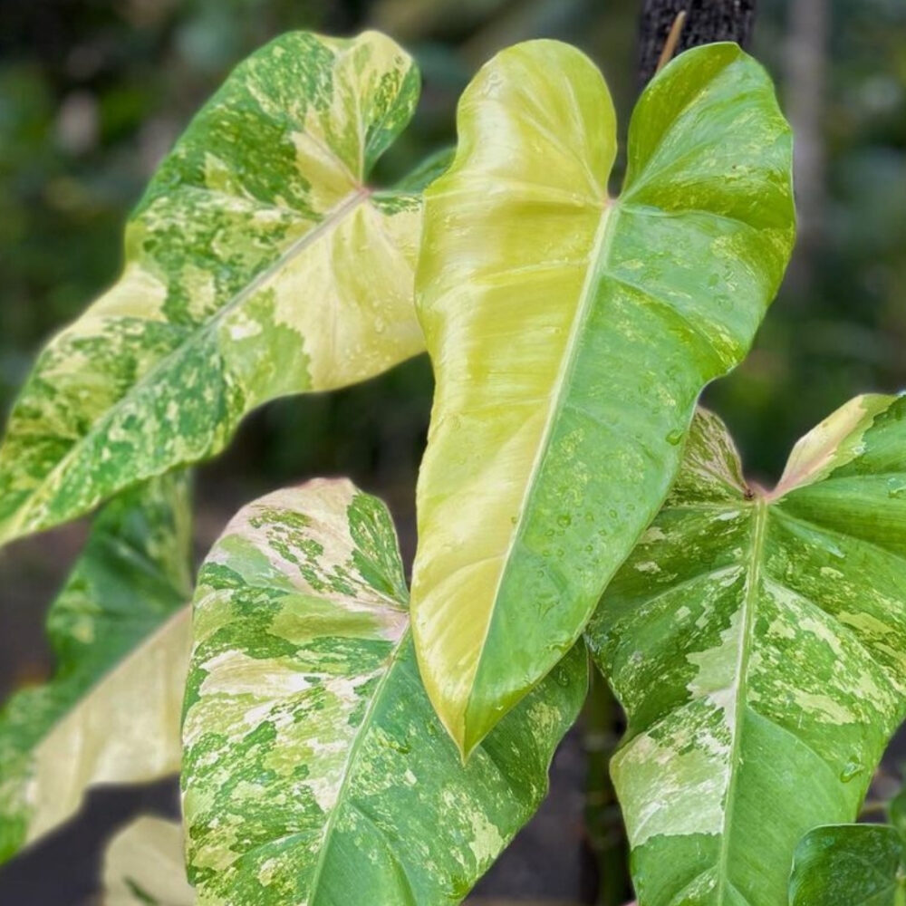 Philodendron domesticum variegated