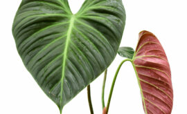 Philodendron el Choco Red: A Comprehensive Guide