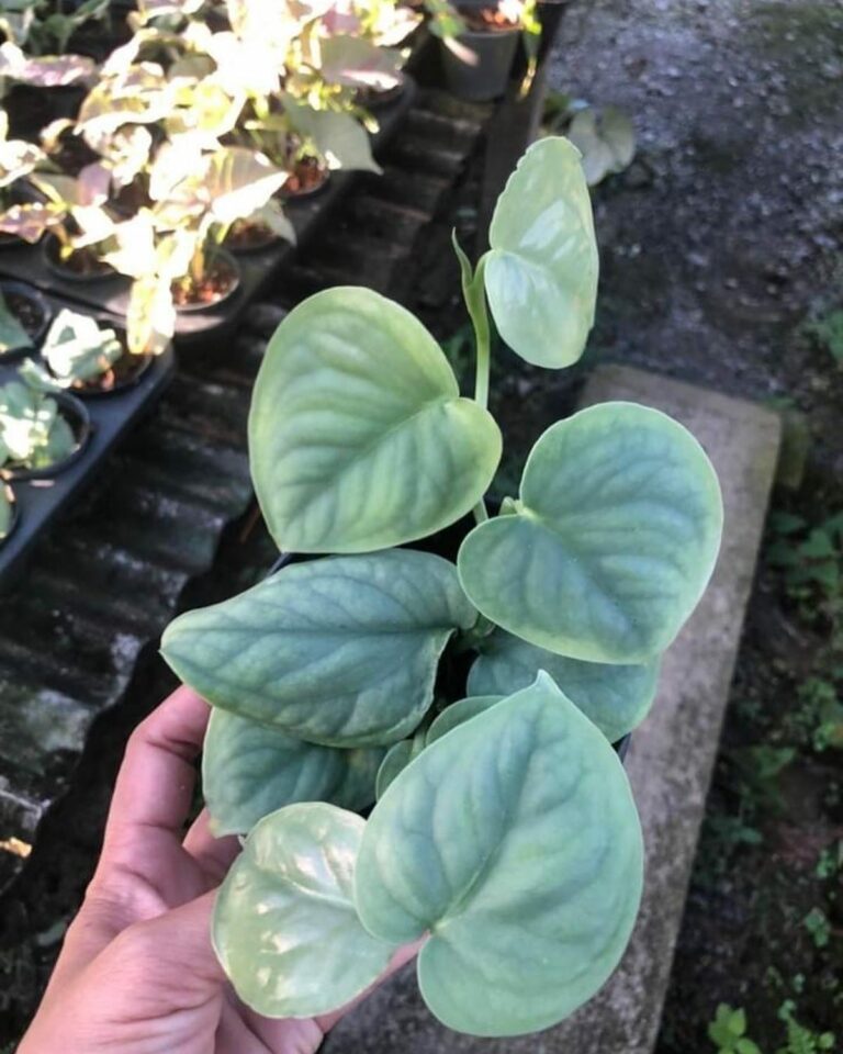 Buy Scindapsus Lucens 4" Pot from Thailand Priced from Only 43