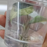 alocasia amazonica splash variegated