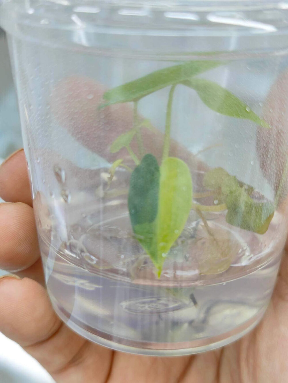 alocasia bambino aurea