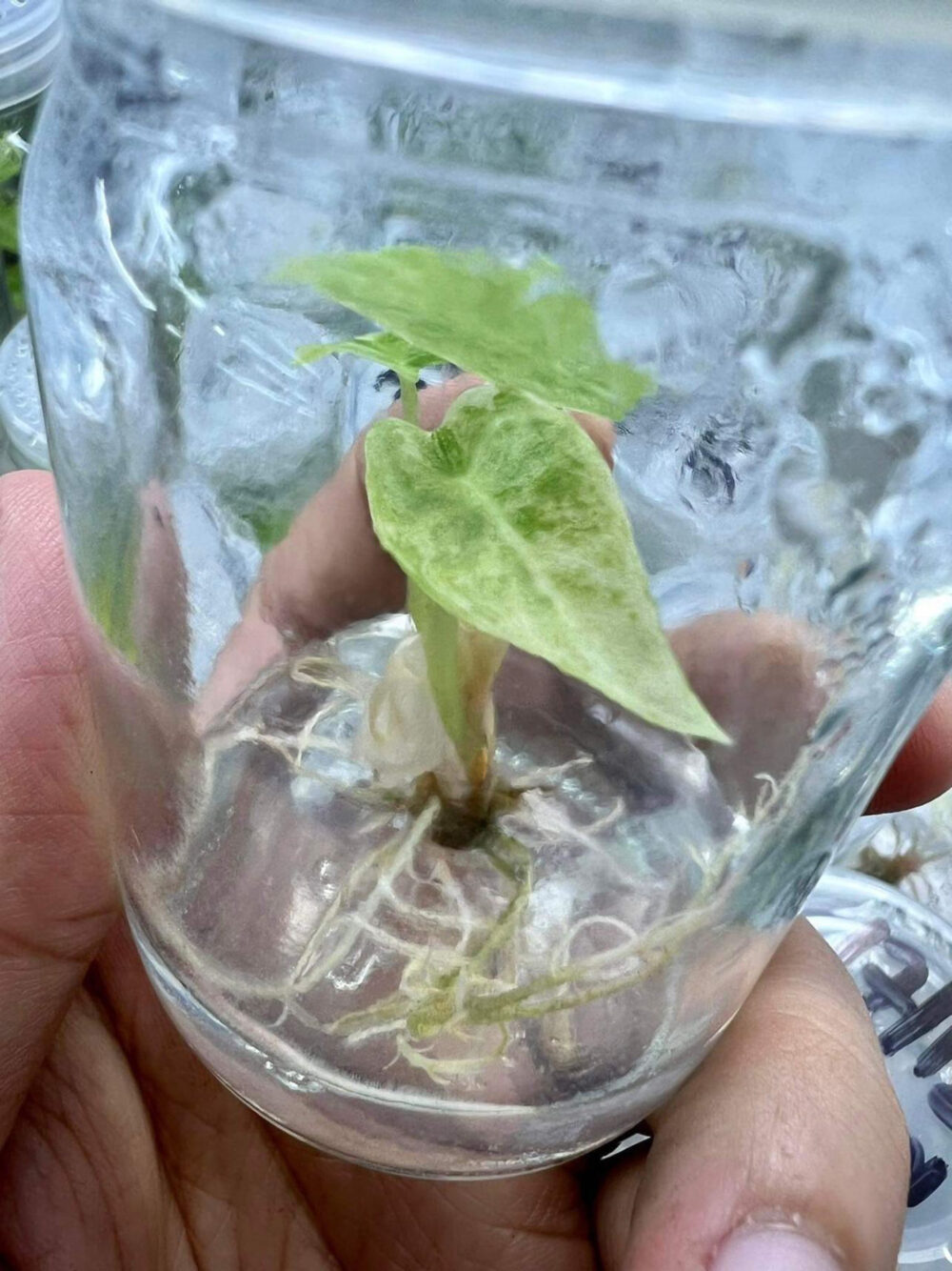 Alocasia Pink Dragon Variegated Tissue Culture