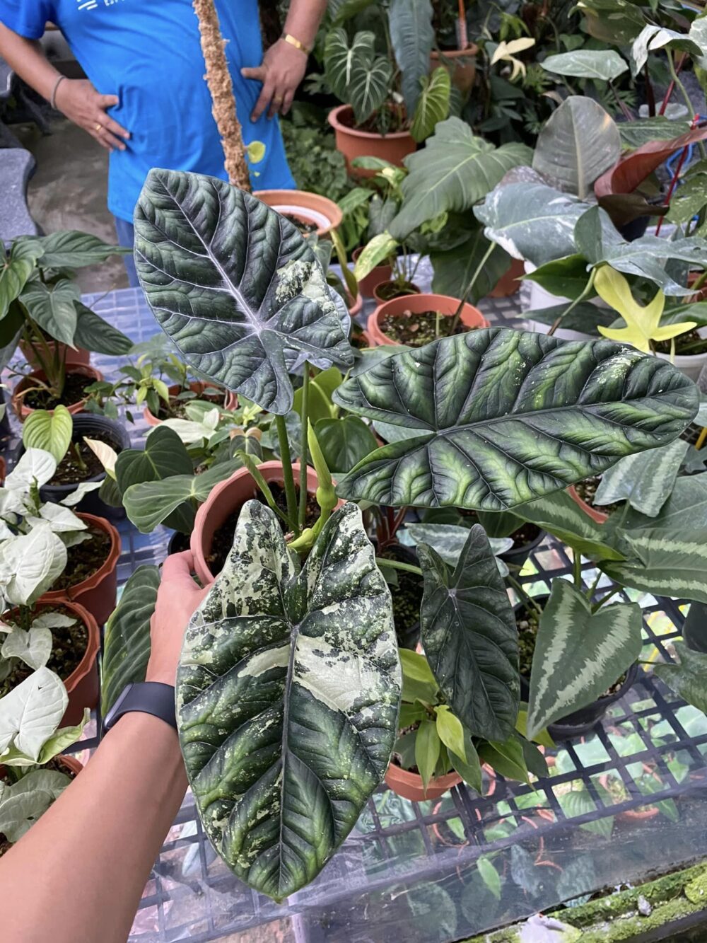 alocasia sinuata variegated NFS