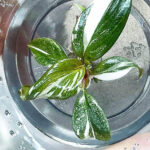 Philodendron Red Anderson Tissue Culture