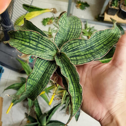 Sansevieria Cleopatra