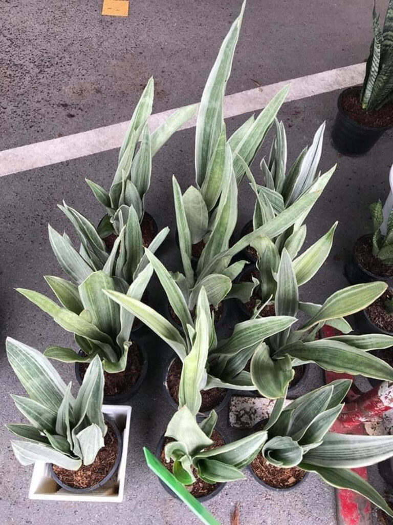 Sansevieria Siam Silver