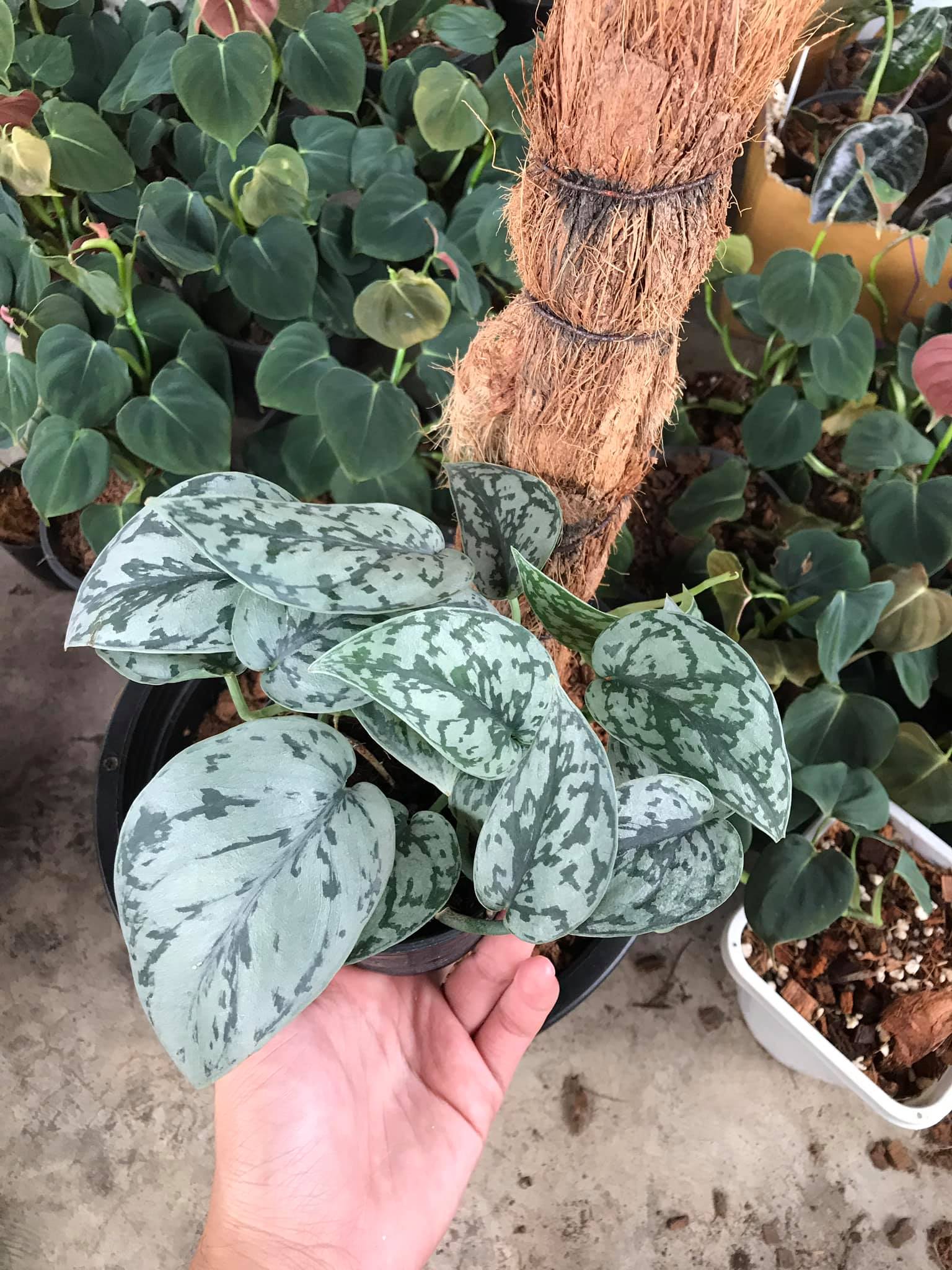 Scindapsus Plants for Sale | Satin Pothos & Rare Varieties | Greenboog