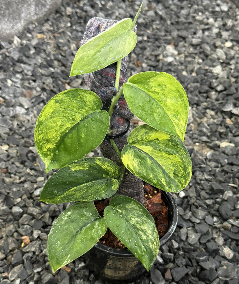 Scindapsus Jade Satin Variegated