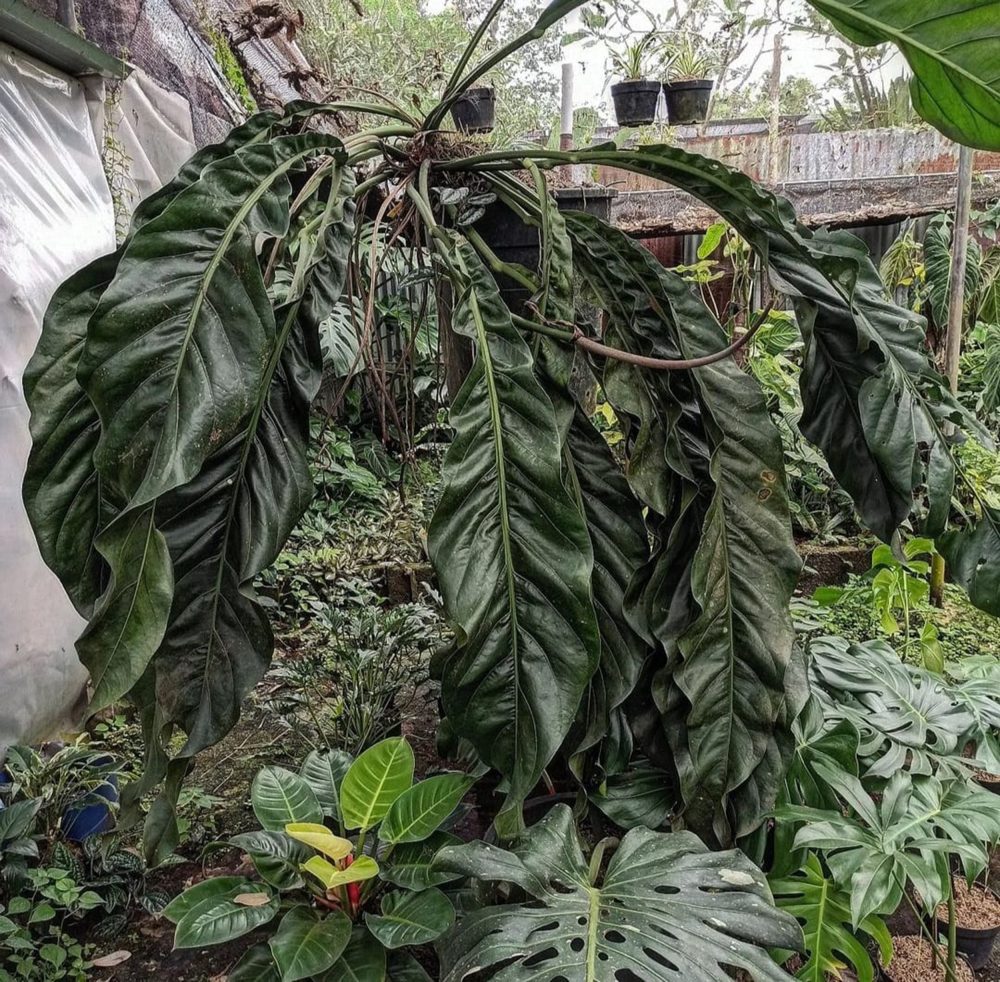 Anthurium Big bill Tissue Culture