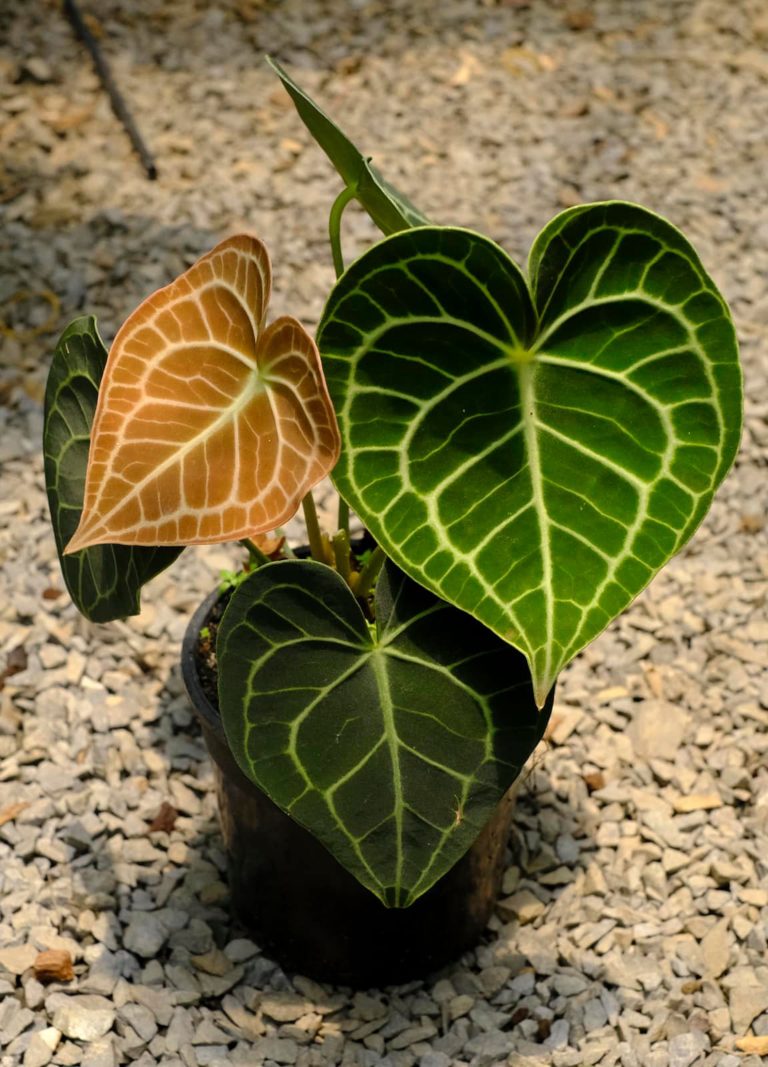 Anthurium clarinervium Tissue Culture