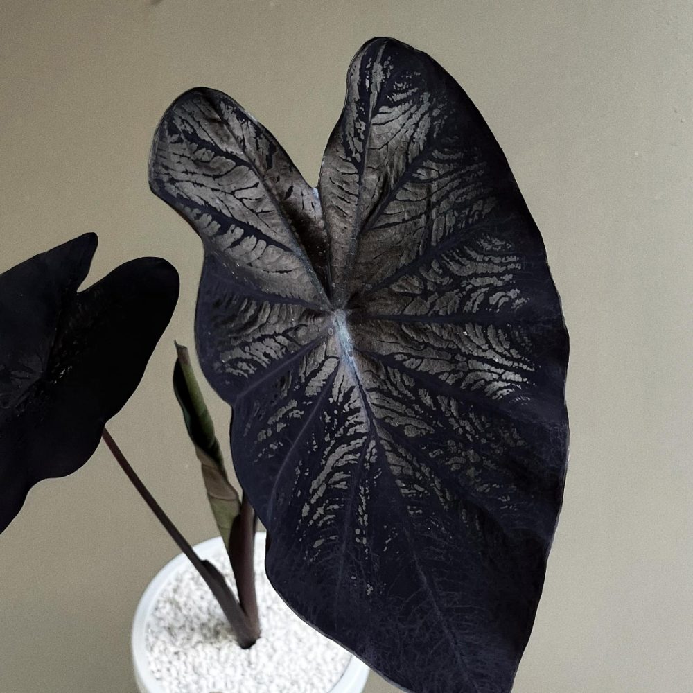 Colocasia Black Coral Tissue Culture