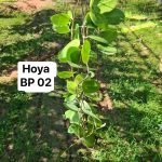 Hoya BP02