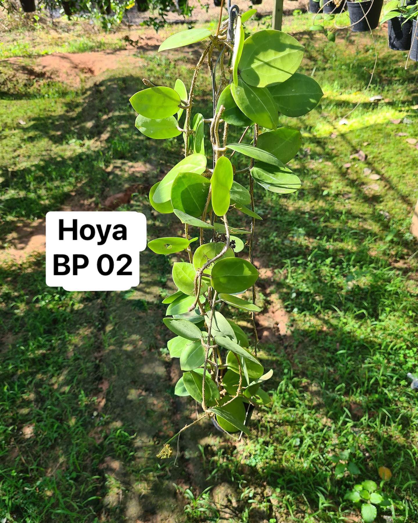 Hoya BP02