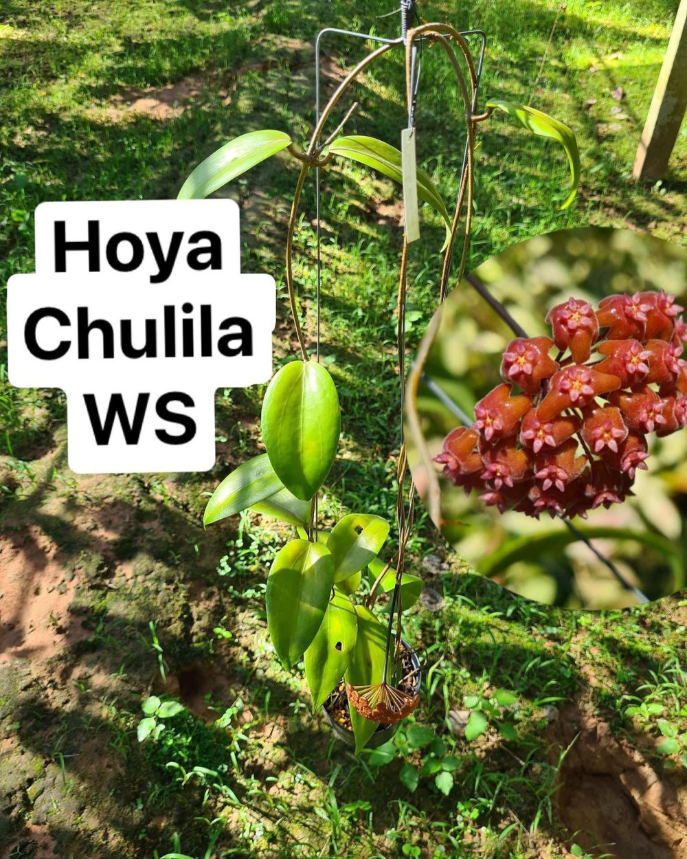Hoya Chunila WS