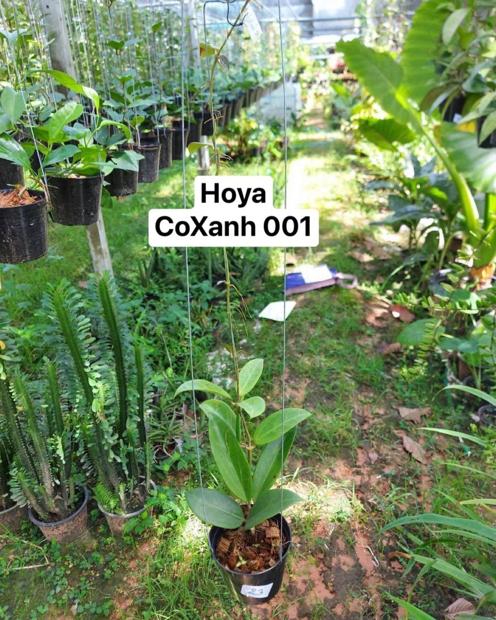 Hoya Co Xanh 001