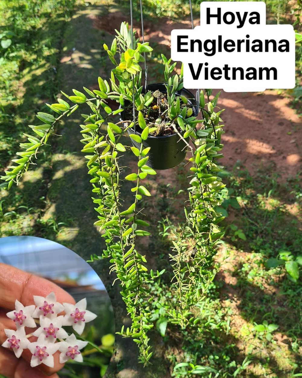 Hoya Engleriana Vietnam