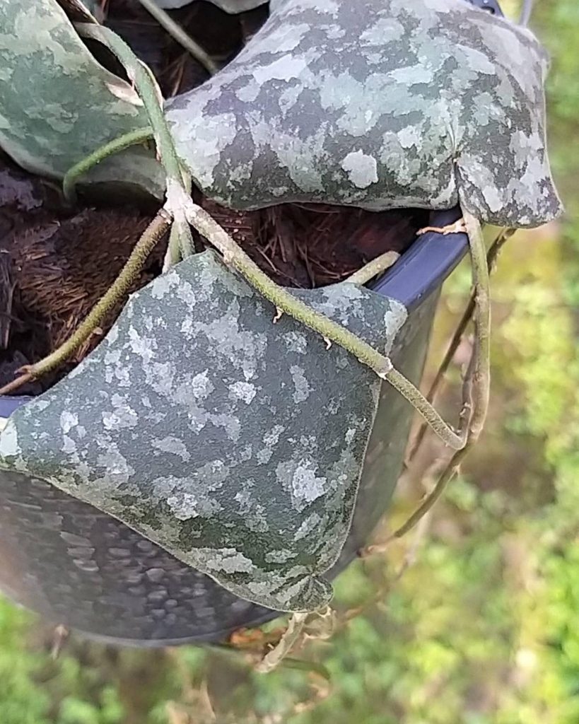 Unique Hoya Imbricata Maxima 4 Pot Greenboog