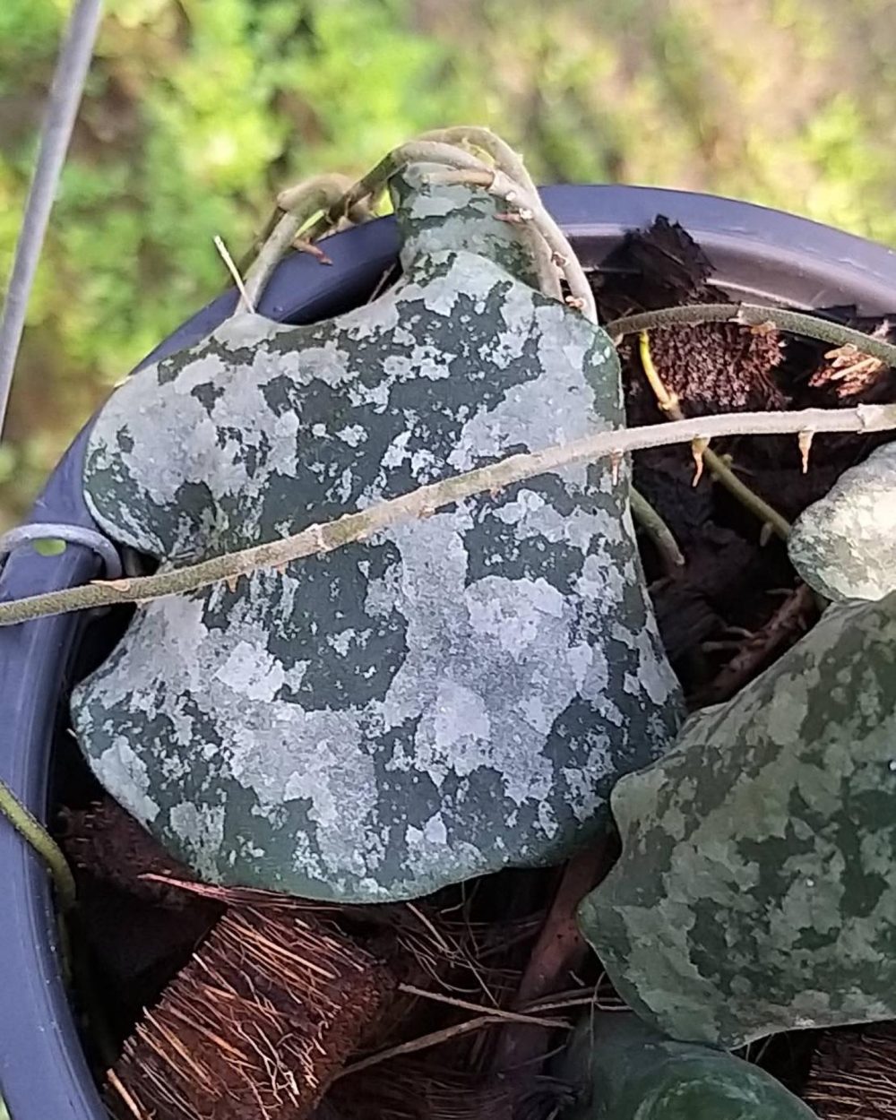 Hoya Imbricata ‘Maxima‘