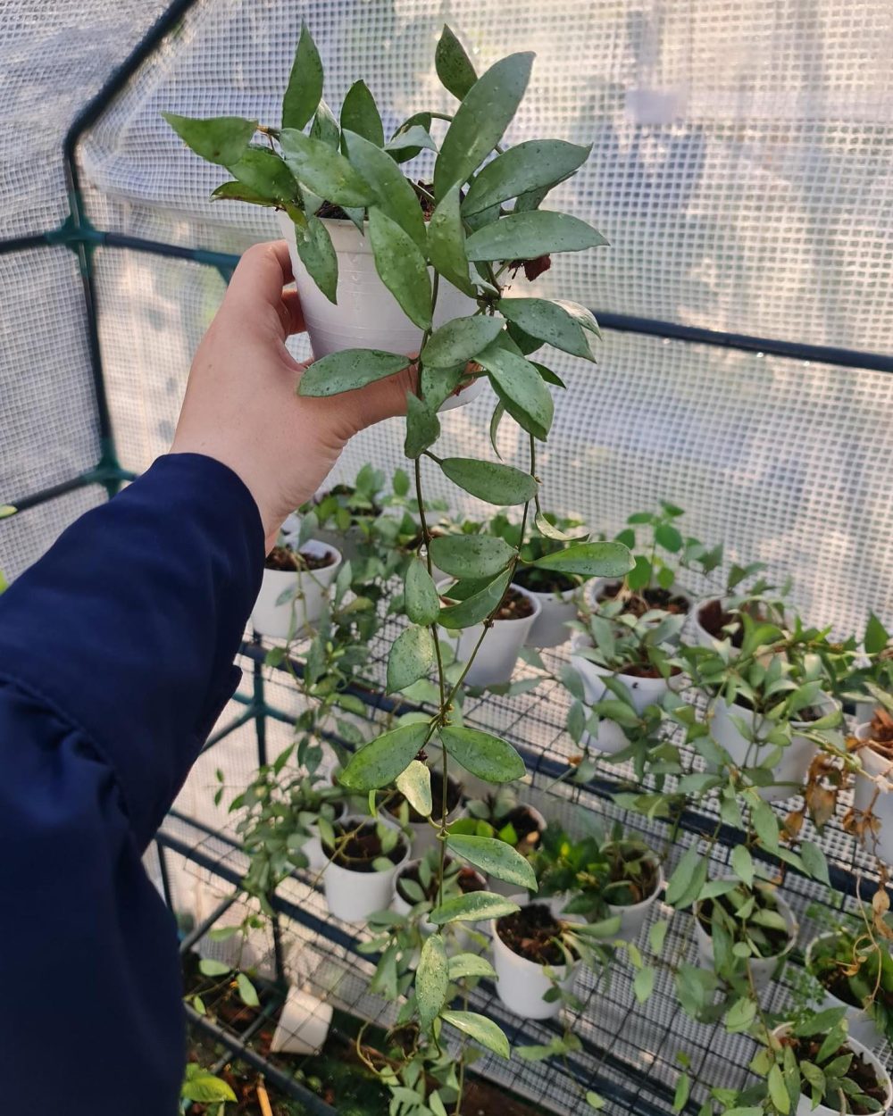 Hoya Luisa Silver