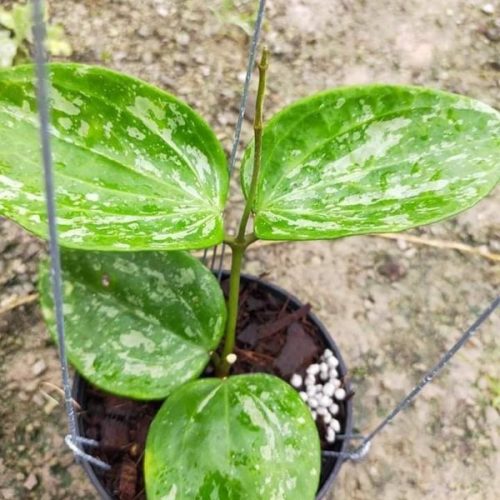 Hoya Macrophylla Snow Queen