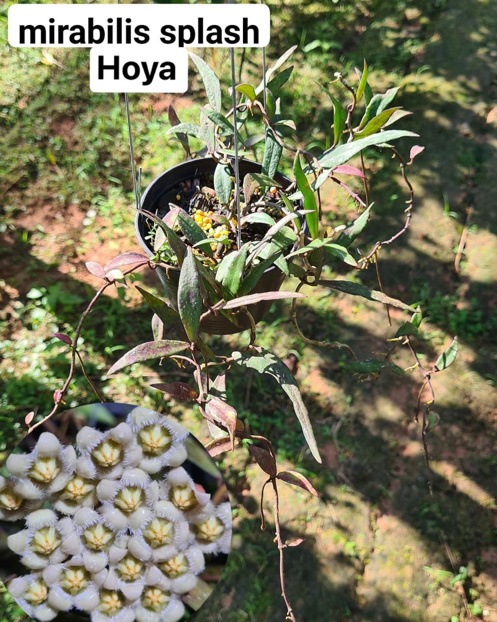 Hoya Mirabilis Splash