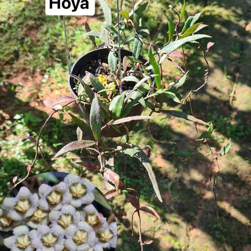 Hoya Mirabilis Splash