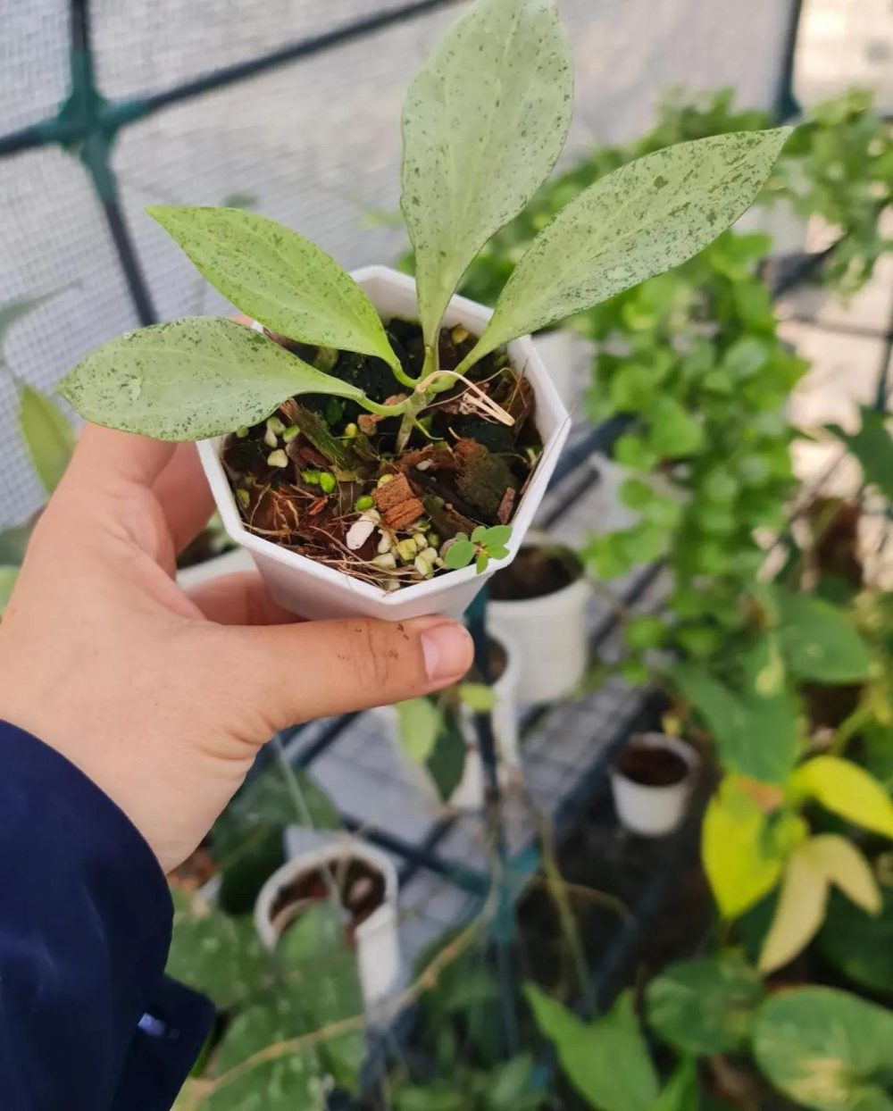 Hoya New Guinea ghost