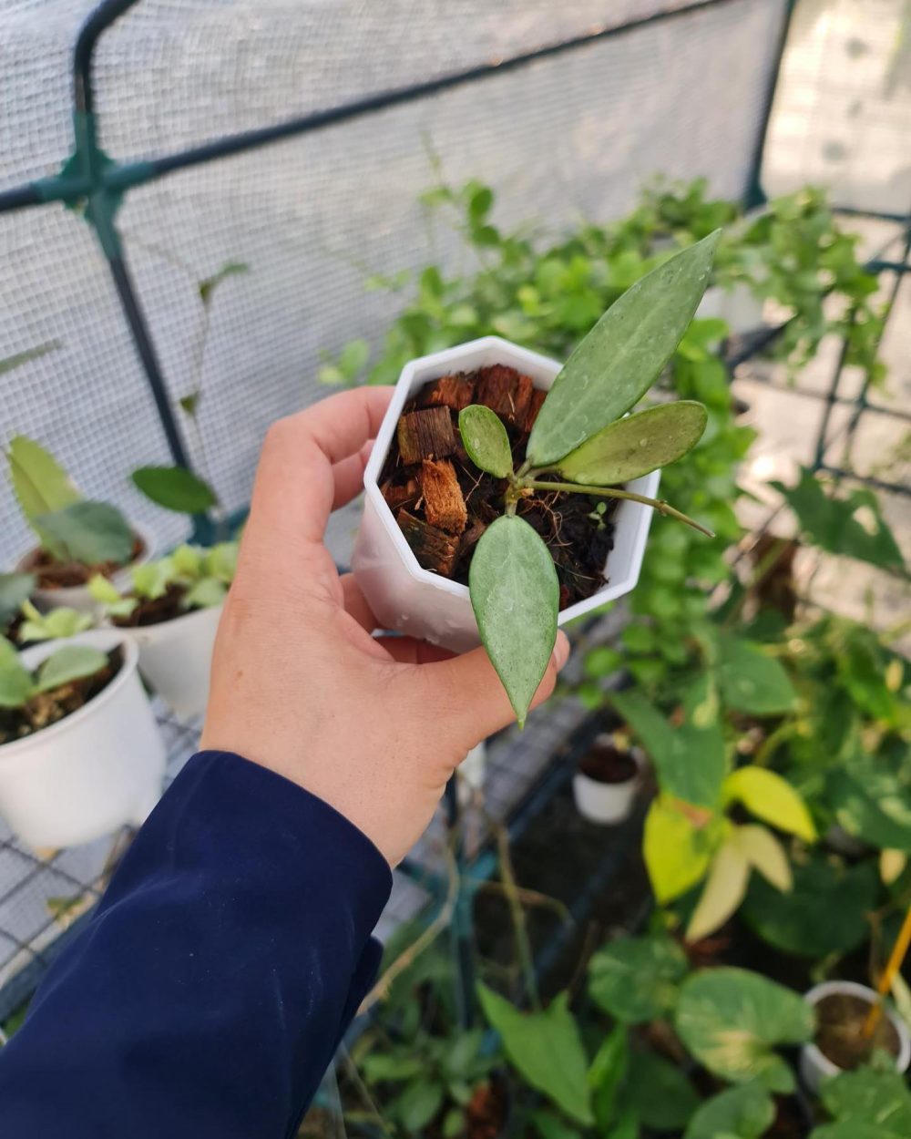 Hoya Silver Lady