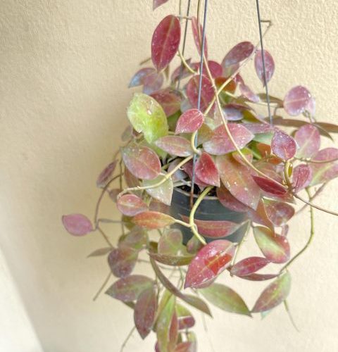 Hoya Walliniana sun stress
