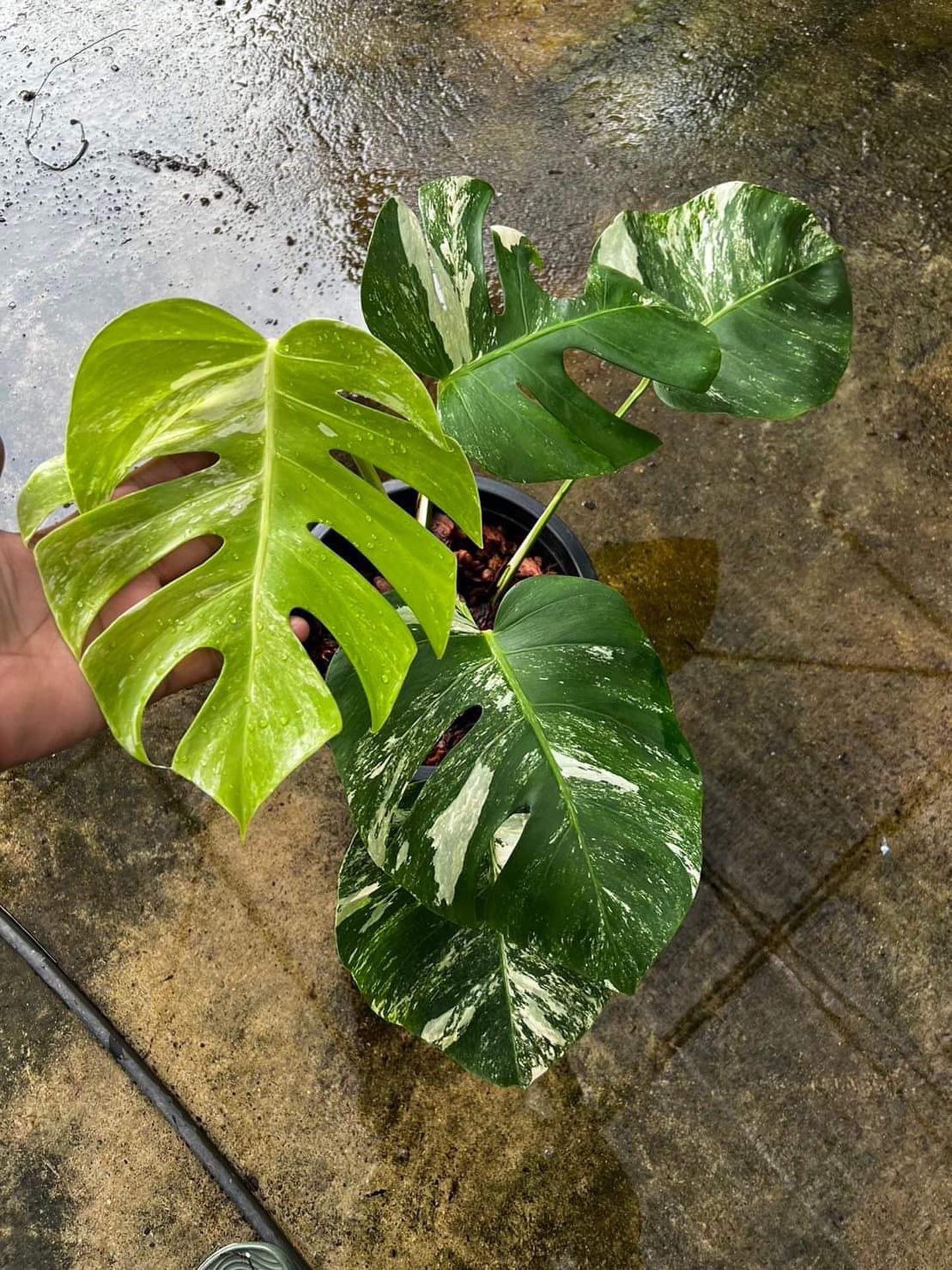 Monstera Albo Borsigiana variegata [well variegated] - Greenboog