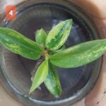 Philodendron Caramel Marble Variegated