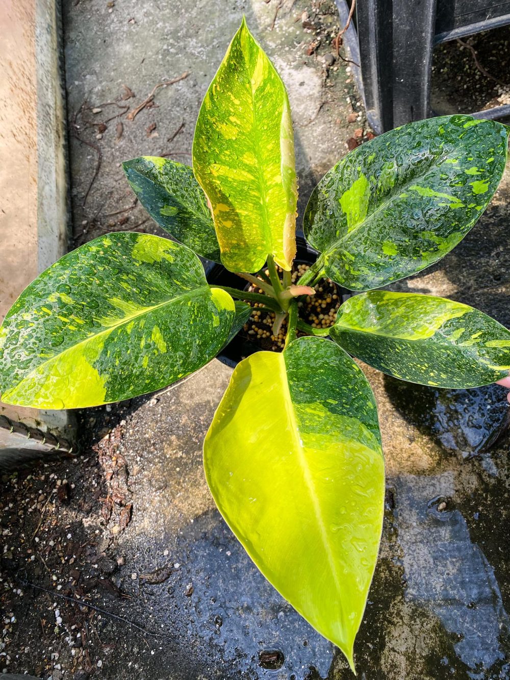 Philodendron Green Congo Hybrid Variegated