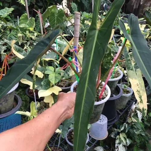 Philodendron Spiritus Sancti