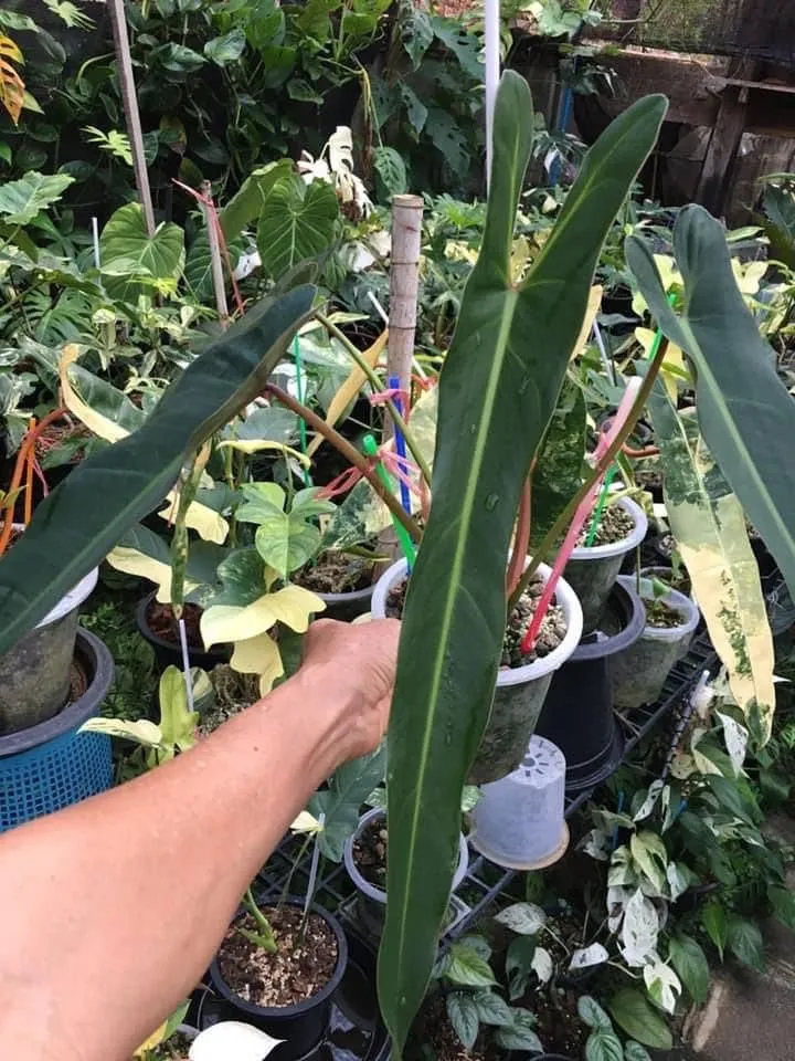 Philodendron Spiritus Sancti Seedlings from Thailand 4 Pot from Only $79