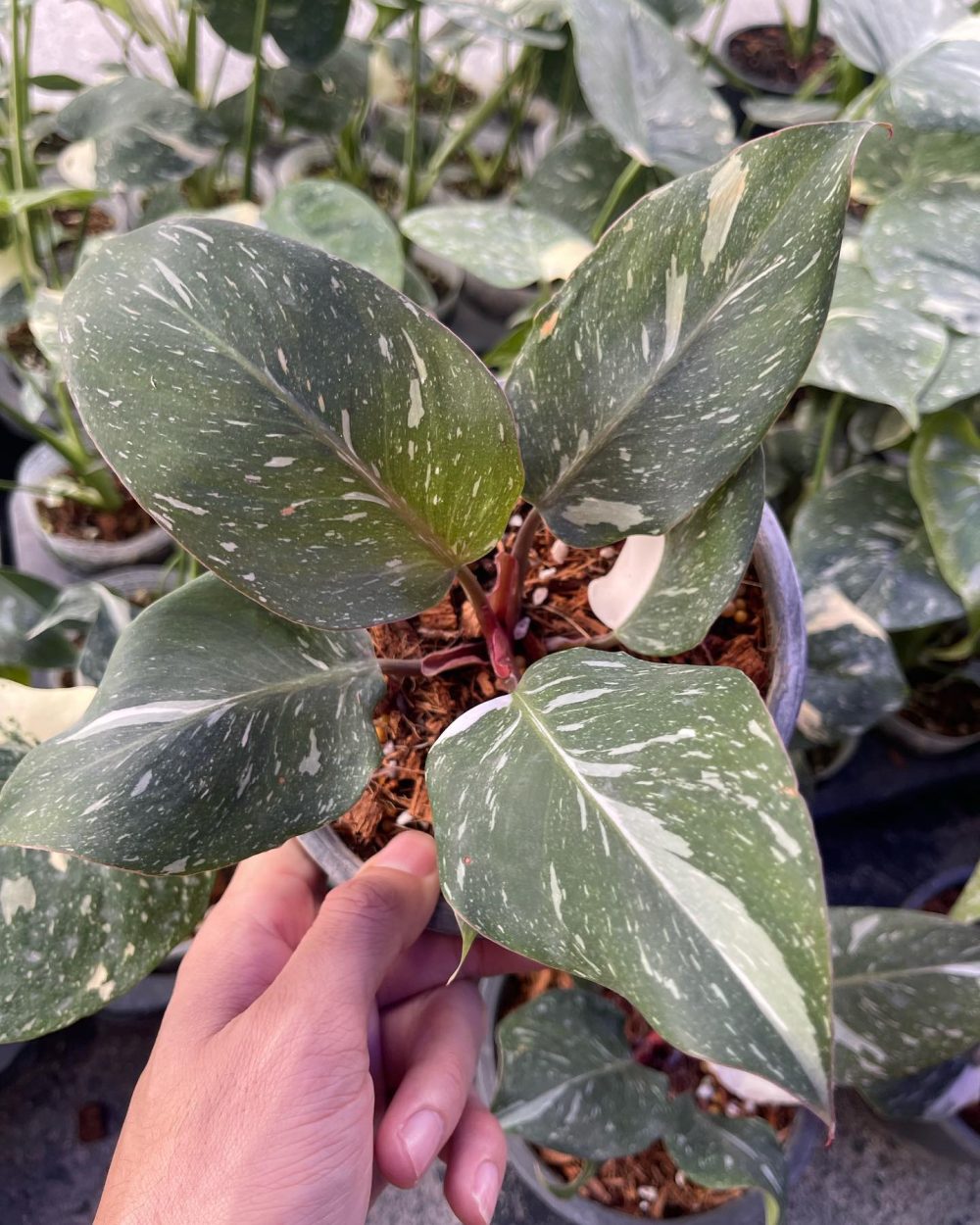 Philodendron White Knight Marble