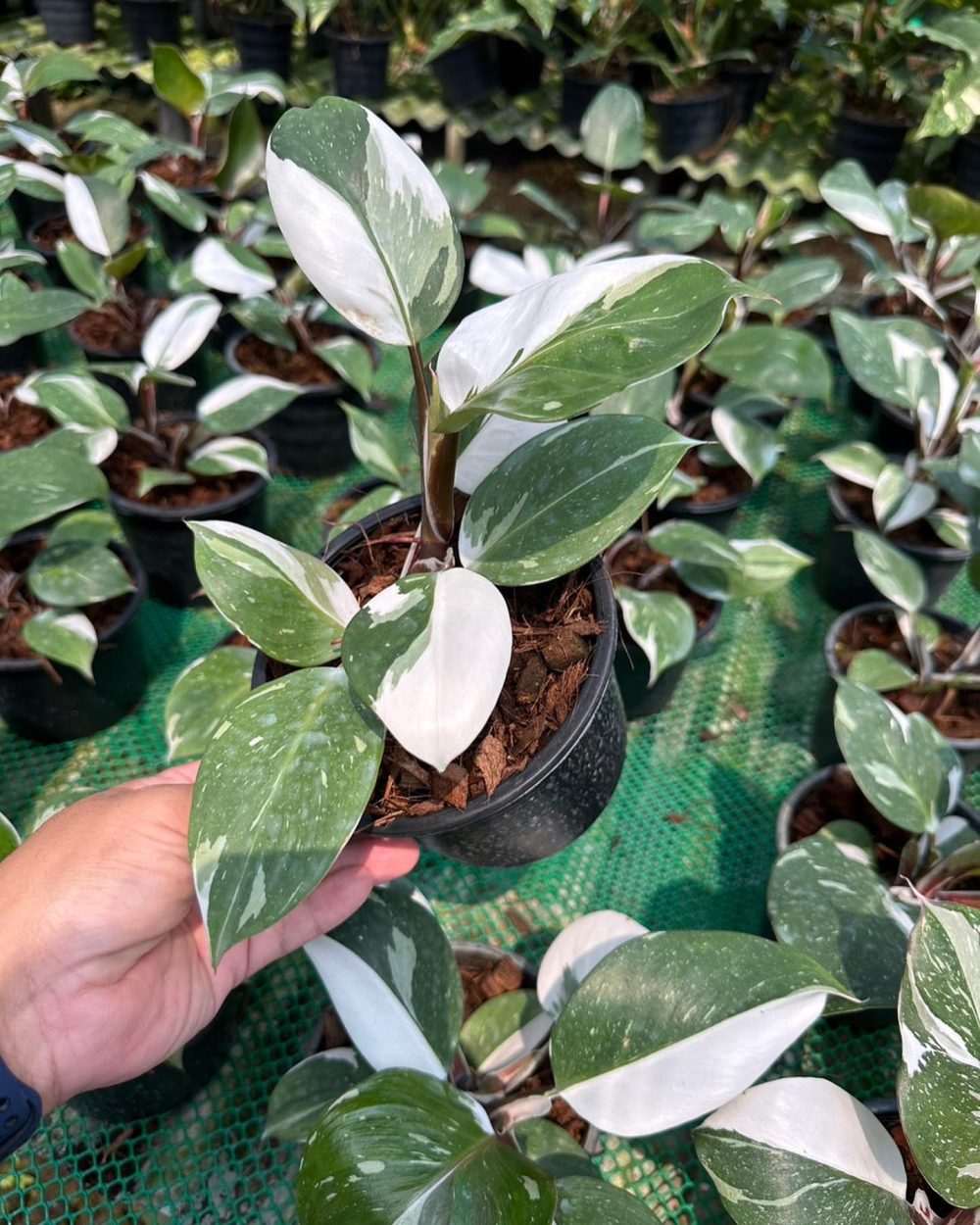 Philodendron White knight marble