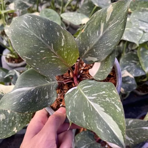 Philodendron White Knight Marble