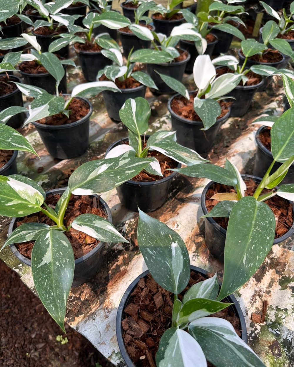 Philodendron White Wizard