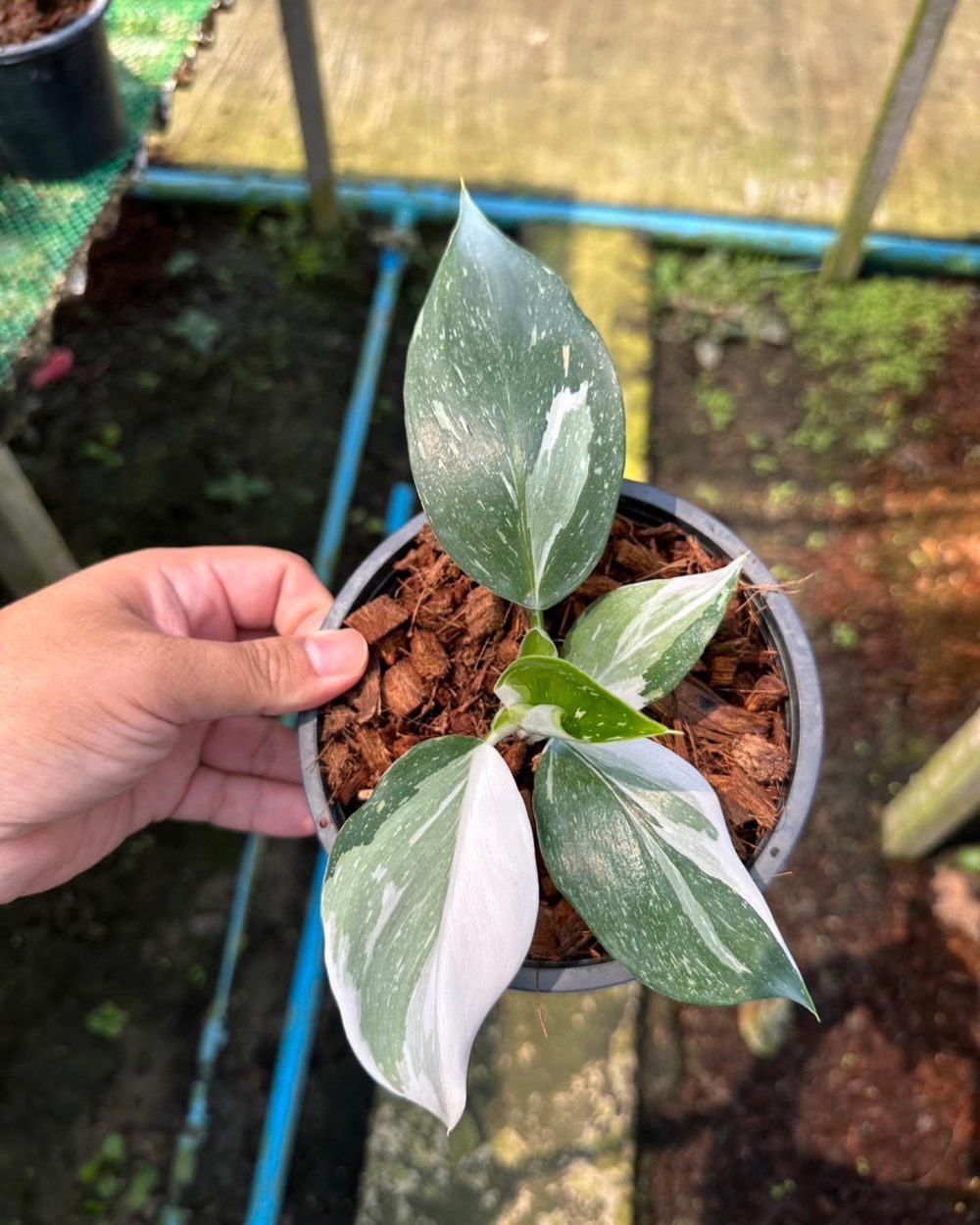 Philodendron White Wizard