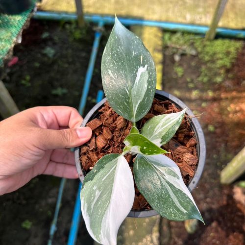 Philodendron White Wizard