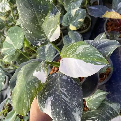 Philodendron White Wizard Marble
